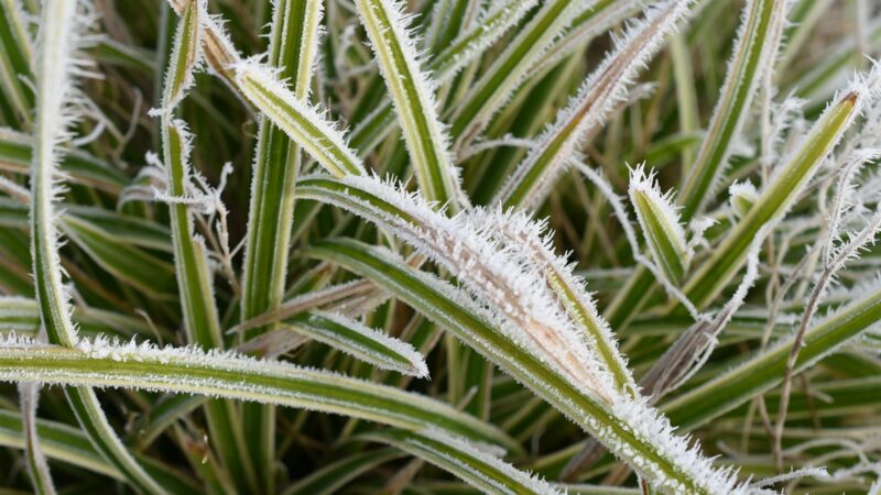 Daugelis nepastebi šio pavojaus: skubėdami sodinti rizikuojate prarasti viską