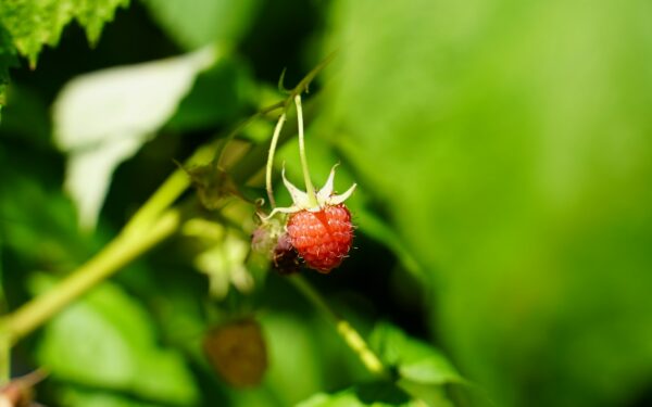 Aviečių derlius priklausys nuo balandžio mėnesio sprendimų: kaip nepadaryti klaidos tręšiant?