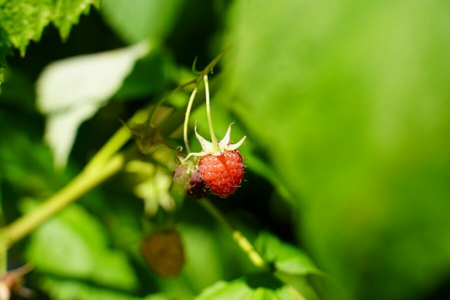 red round fruit in tilt shift lens