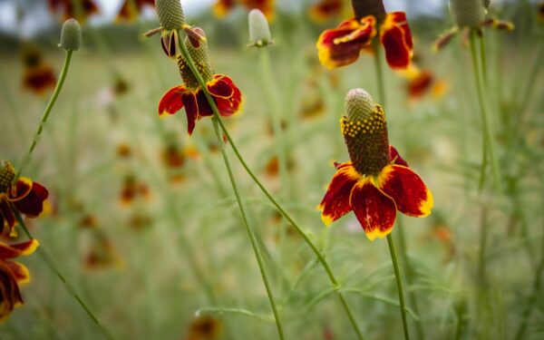 Gėlės miršta per sausrą? 10 daugiamečių augalų, kurie vešės geriau, jei juos tiesiog pamiršite
