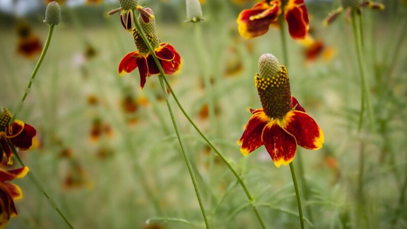Gėlės miršta per sausrą? 10 daugiamečių augalų, kurie vešės geriau, jei juos tiesiog pamiršite