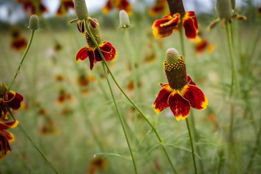 Mexican hat flowers stand out in the field.