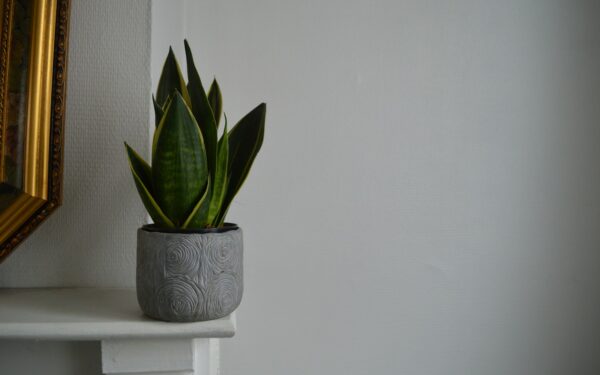 Sena sansevjera vėl džiugins: paprastas veiksmas, kurį pavasarį turėtų atlikti kiekvienas