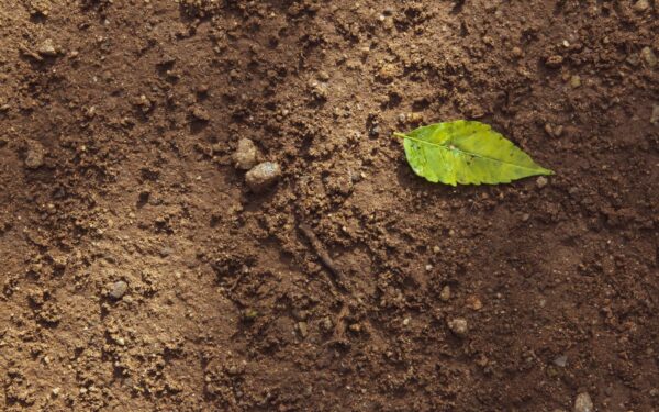 Užkaskite skudurėlį savo darže: paprastas testas parodys, ar jūsų žemė derlinga