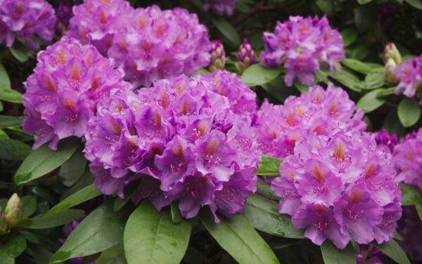 Trys krūmai, kurie paverčia kiemą žiedų jūra: žydi ilgai ir nereikalauja sudėtingos priežiūros