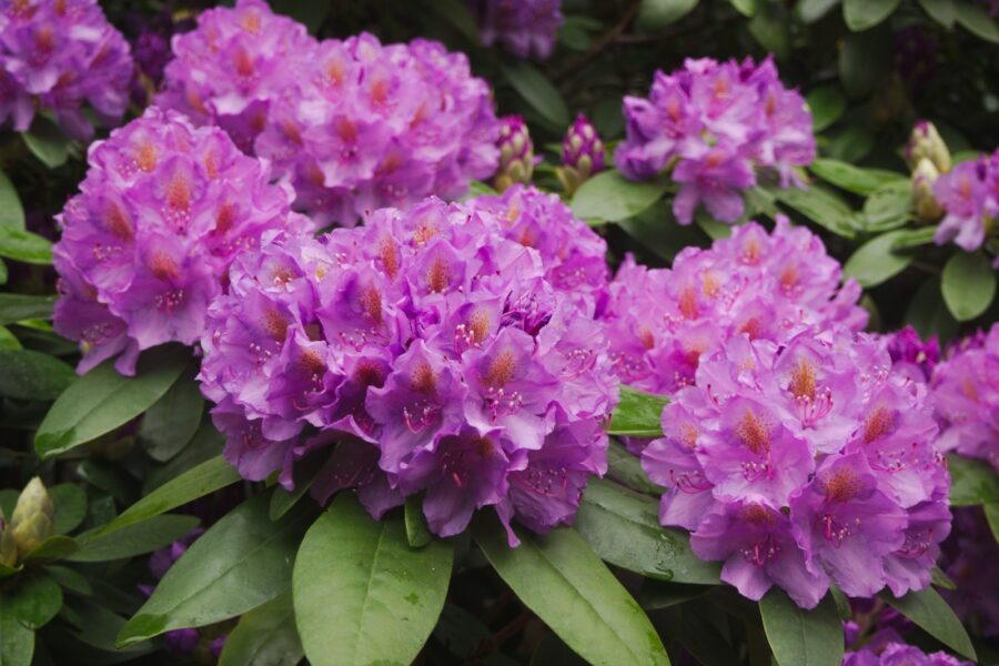 pink flowers with green leaves