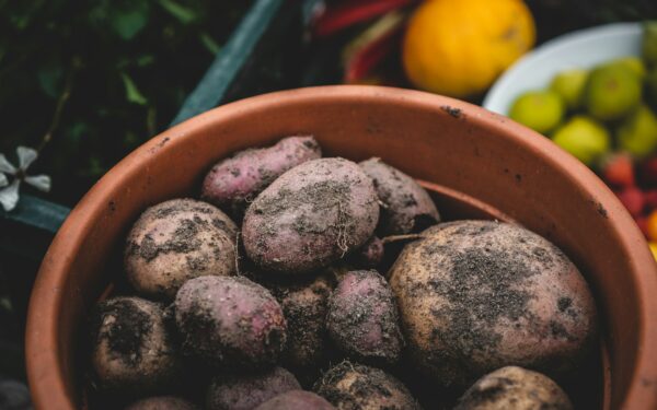 Ši veislė muša rekordus: pirmąsias bulves užsiauginsite ir kasite gerokai anksčiau už kitus