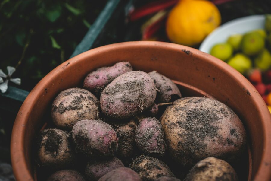 black round fruits on brown plastic container