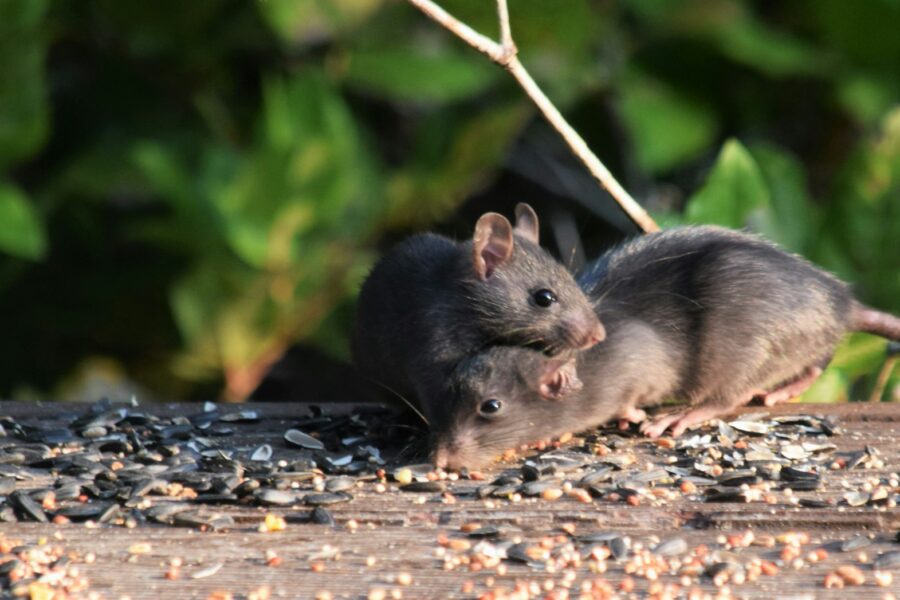 Kenkėjai. Unsplash nuotr.