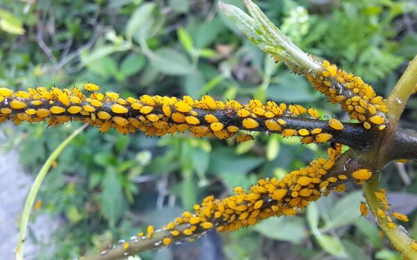 Atsisveikinkite su amarais: šis naminis būdas išgelbės sodą be jokios brangios chemijos