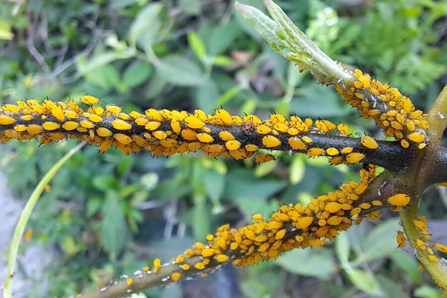 a close up of a plant with yellow flowers