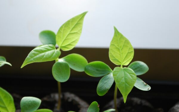 Neskubėkite sodinti paprikų: viena klaida pavasarį gali sunaikinti visą jūsų būsimą derlių