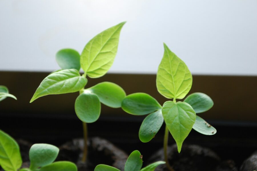 Young green seedlings growing in dark soil.