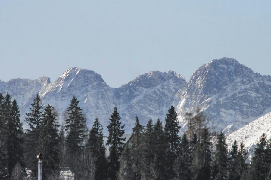 a group of trees in front of a mountain range