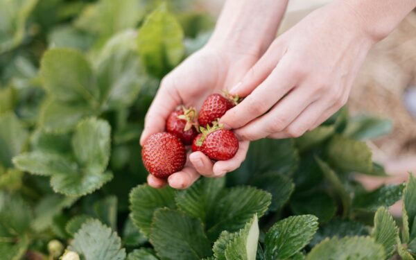 Braškės augs didesnės ir saldesnės: šis paprastas mišinys gali pakeisti derlių