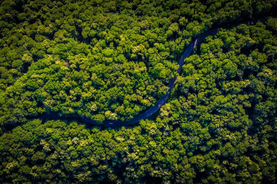 aerial view of green trees
