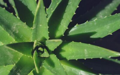 Kaip nenužudyti savo alavijo: viena taisyklė, kurią privalo žinoti kiekvienas šeimininkas