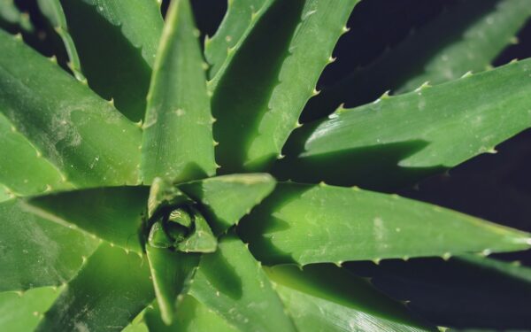 Kaip nenužudyti savo alavijo: viena taisyklė, kurią privalo žinoti kiekvienas šeimininkas