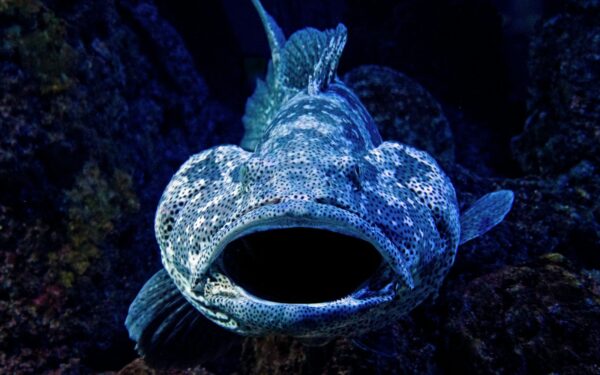 Mokslininkai atskleidė: štai kokia netikėta vienos šiurpiausių vandenyno žuvų evoliucijos paslaptis