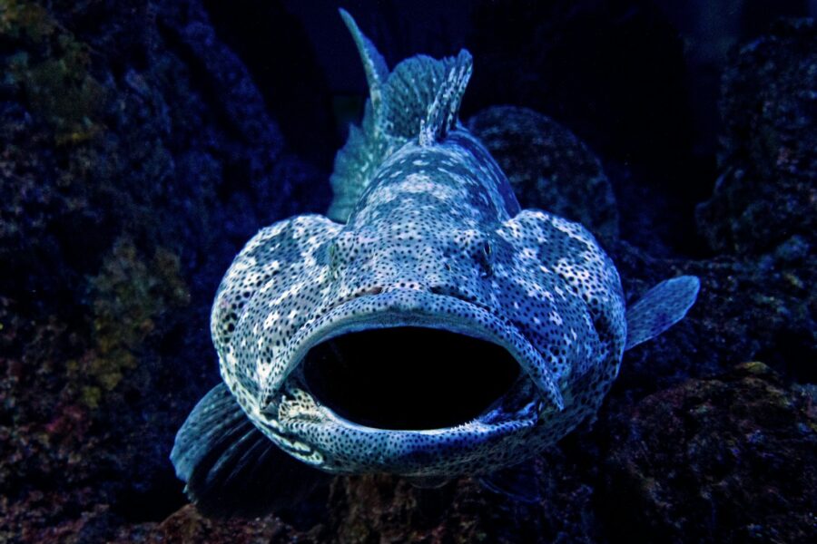 close-up photography of blue fish