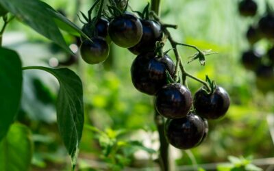 Kaimynai klaus recepto: šios pomidorų veislės veda gausų derlių net prastomis vasaromis