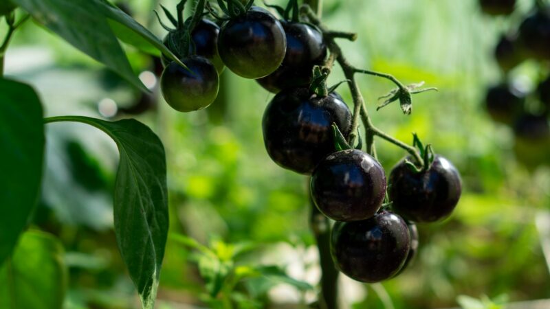 Kaimynai klaus recepto: šios pomidorų veislės veda gausų derlių net prastomis vasaromis
