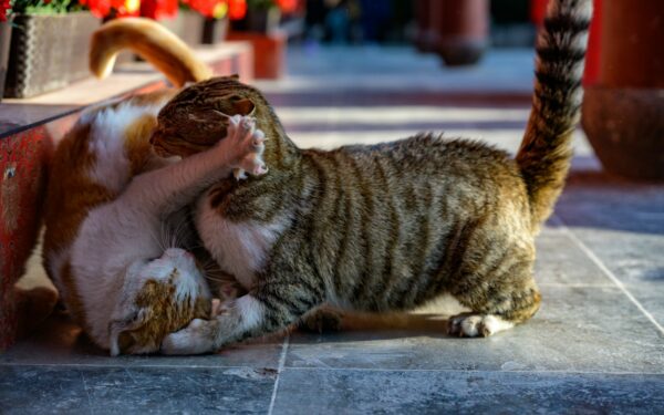 Kodėl grįžus iš veterinaro katės susipešė? Atsakymas jus nustebins