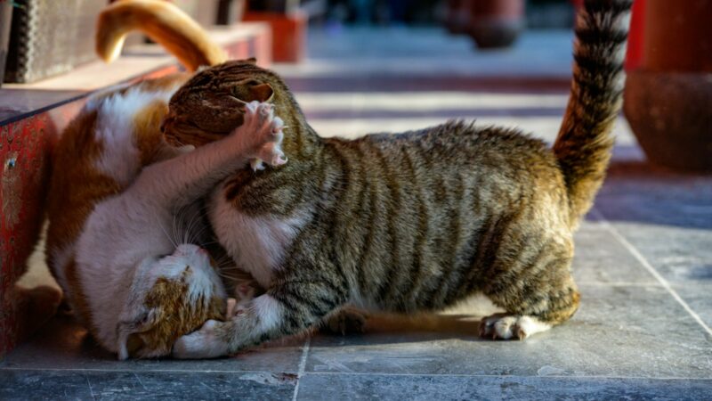 Kodėl grįžus iš veterinaro katės susipešė? Atsakymas jus nustebins