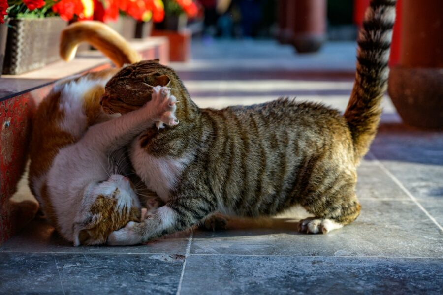 Two cats wrestling on a tiled floor
