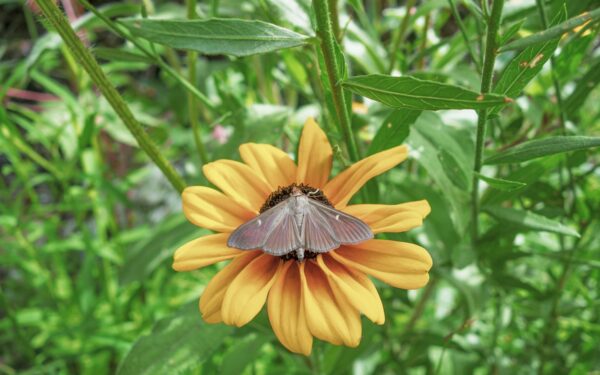 Buksmedžiai nyksta akyse? Štai koks paprastas būdas išgelbės jūsų sodą be brangios chemijos