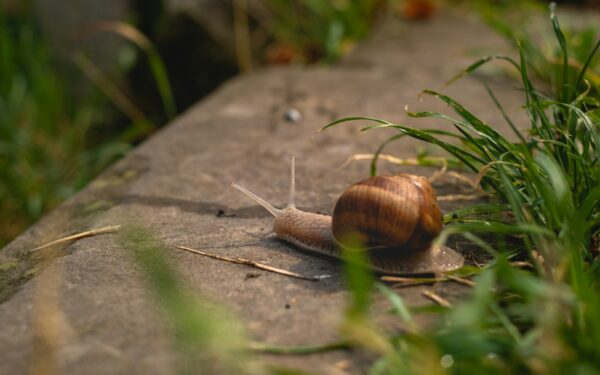 Sraigės pamirš kelią į jūsų daržą: šis 3 ingredientų purškalas veikia akimirksniu