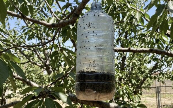 Pamirškite brangią chemiją: šis pigus būdas išvalys jūsų vaismedžius nuo kenkėjų vos per kelias dienas