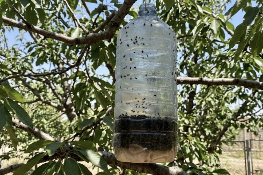 Pamirškite brangią chemiją: šis pigus būdas išvalys jūsų vaismedžius nuo kenkėjų vos per kelias dienas