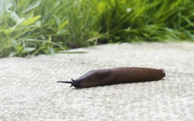 Soduose plintantys invaziniai šliužai kelia vis didesnį nerimą: svarbu imtis veiksmų dabar