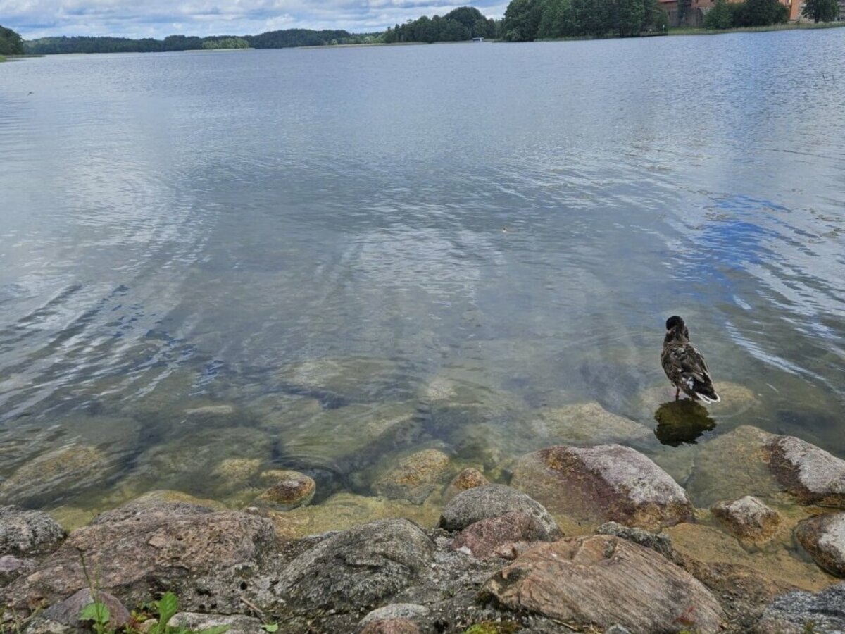 Ar jau galima maudytis? Naujausi tyrimai pateikė aiškų atsakymą