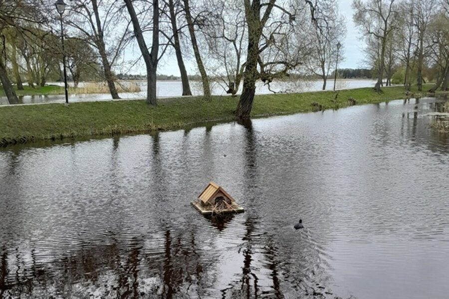 Biržuose ant vandens įrengti nameliai greitai sulaukė gyventojų: apsigyveno laukiai