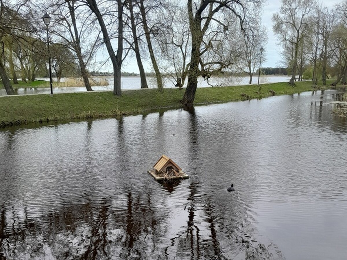Biržuose ant vandens įrengti nameliai greitai sulaukė gyventojų: apsigyveno laukiai