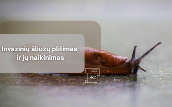 Vieno šliužo gali pakakti katastrofai darže: gyventojai raginami nedelsti nė dienos