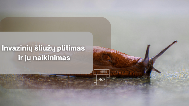 Vieno šliužo gali pakakti katastrofai darže: gyventojai raginami nedelsti nė dienos