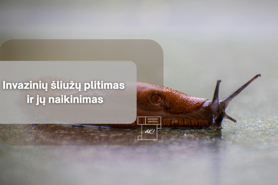 Vieno šliužo gali pakakti katastrofai darže: gyventojai raginami nedelsti nė dienos