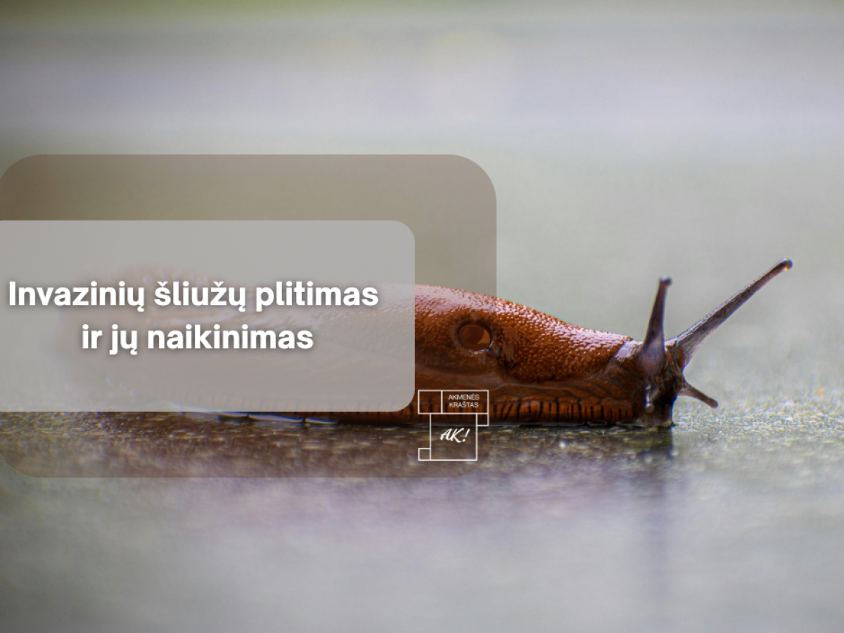 Vieno šliužo gali pakakti katastrofai darže: gyventojai raginami nedelsti nė dienos