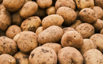 Pamirškite brangią chemiją: vienas lašas šio tirpalo apsaugos bulves nuo klastingų kenkėjų