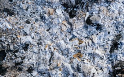 Klaida, kuri pražudys jūsų derlių: 7 augalai, kuriems negalima berti pelenų