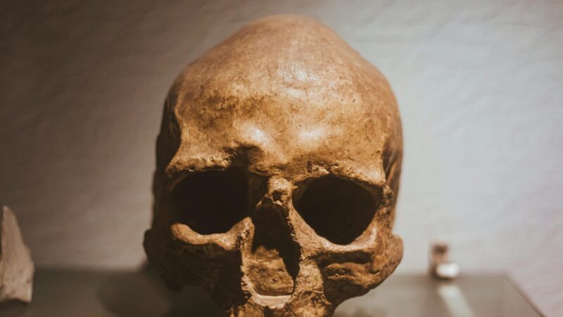 Socialiniai tinklai dar priešistorėje: mokslininkai atskleidė, kas mus išgelbėjo nuo neandertaliečių likimo