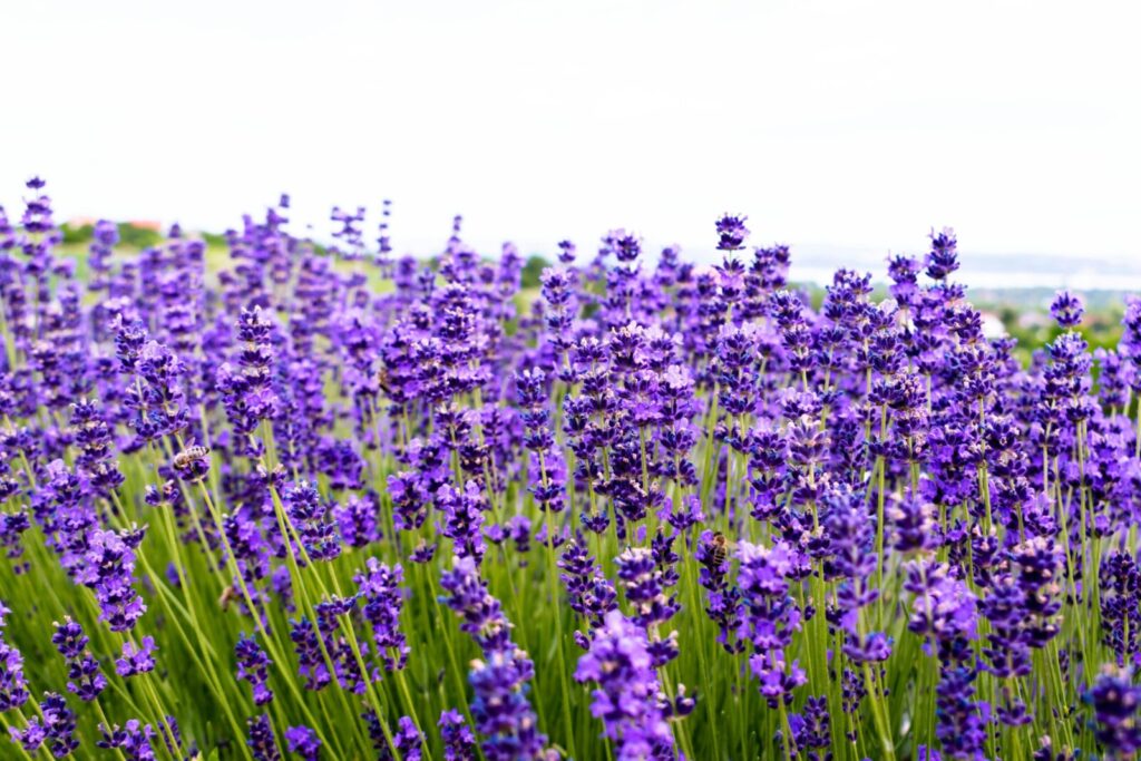 Vibrant lavender field blossoming in Kőröshegy, Hungary, showcasing a serene summer scene.