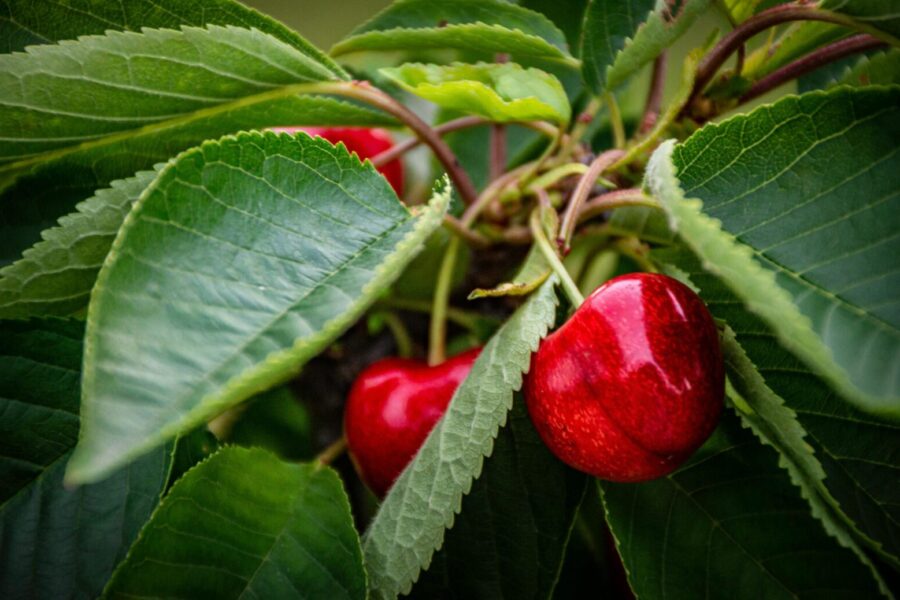 Close-up of vibrant red cherries hanging from a tree branch surrounded by lush green leaves.