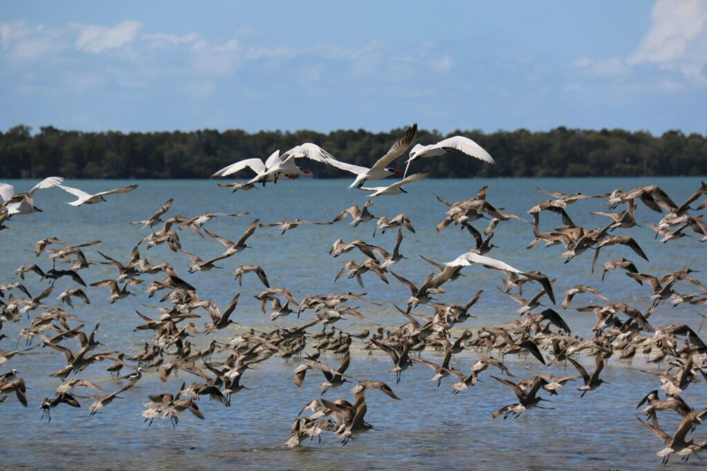 A dynamic flock of birds in flight over water at Sunshine Coast, QLD, Australia.