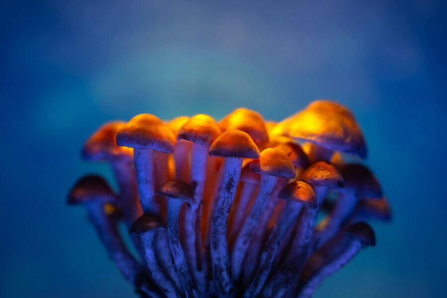 Close-up of glowing mushrooms illuminated against a deep blue background.