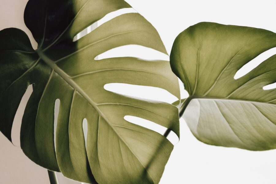 Detailed close-up of green Monstera leaves against a white background, perfect for botanical themes.