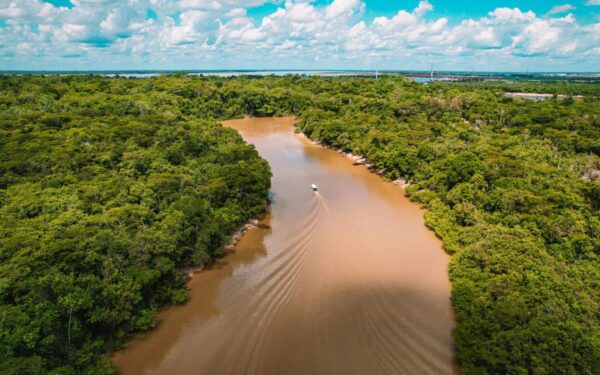 Amazonė artėja prie lūžio: mokslininkai perspėja, kad iki 2040-ųjų džiunglės gali virsti savana